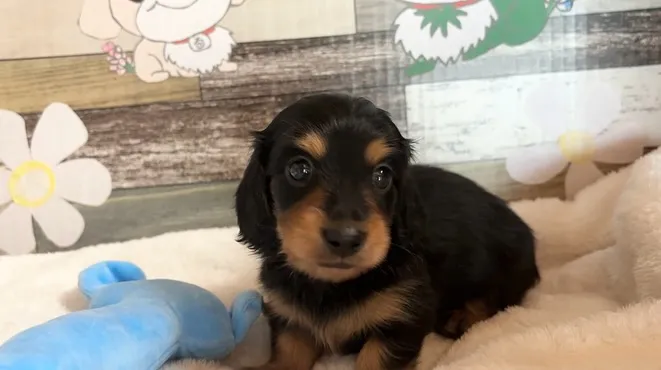 ご家族様募集始めます╰(*´︶`*)⭐︎