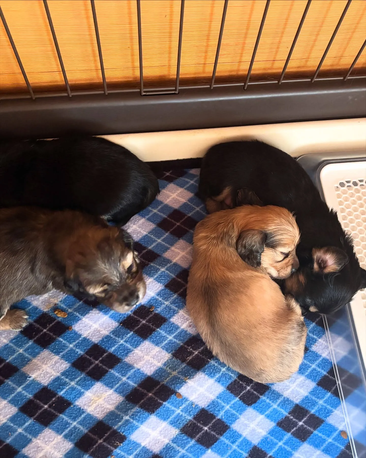 ぐーぐーすやすや(●´ω｀●)