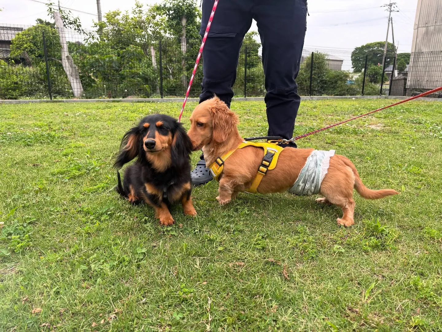 遊びに来てくれました(*≧∀≦*)