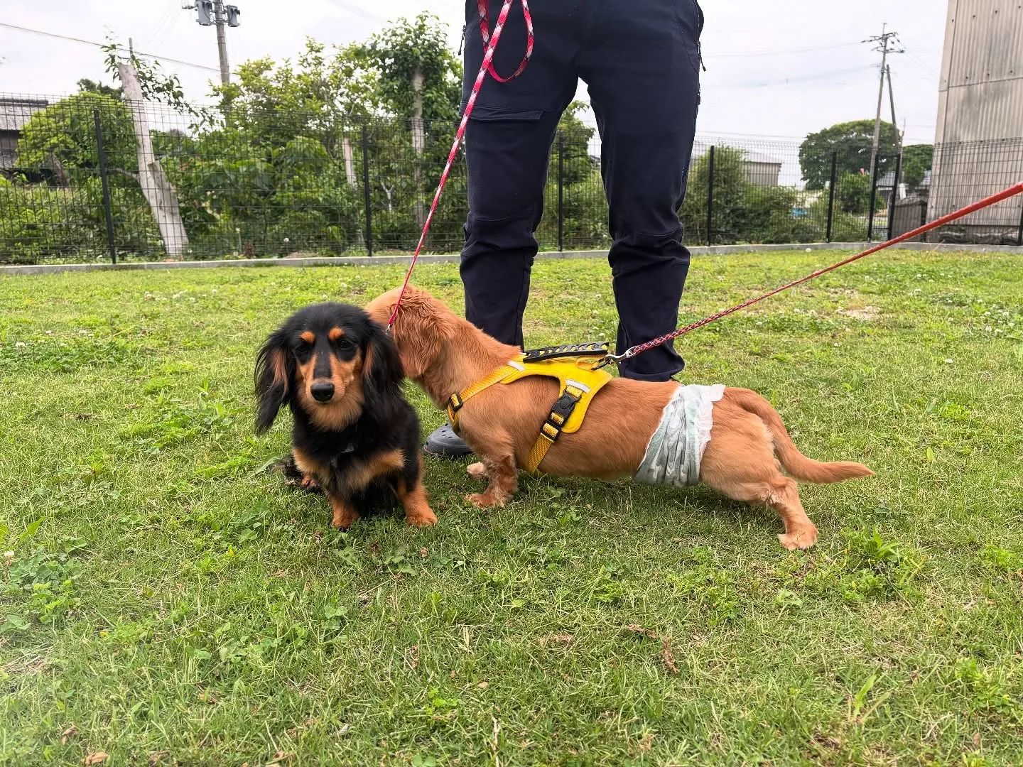 遊びに来てくれました(*≧∀≦*)