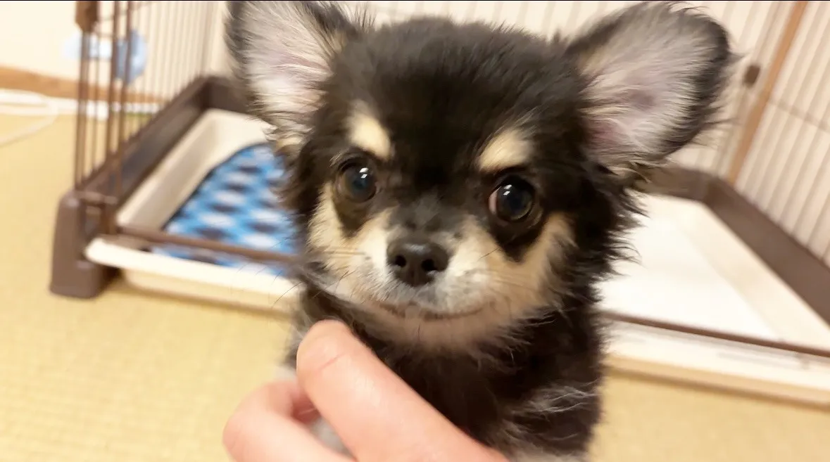 お迎えでした(((o(*ﾟ▽ﾟ*)o)))♡♪