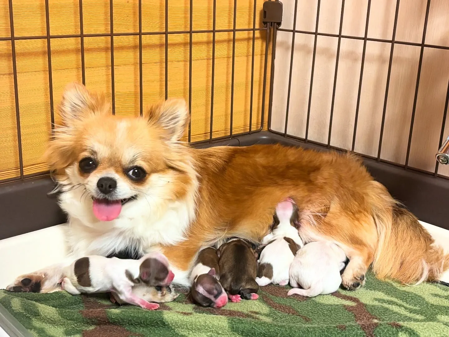 な、なんと(´⊙ω⊙`)