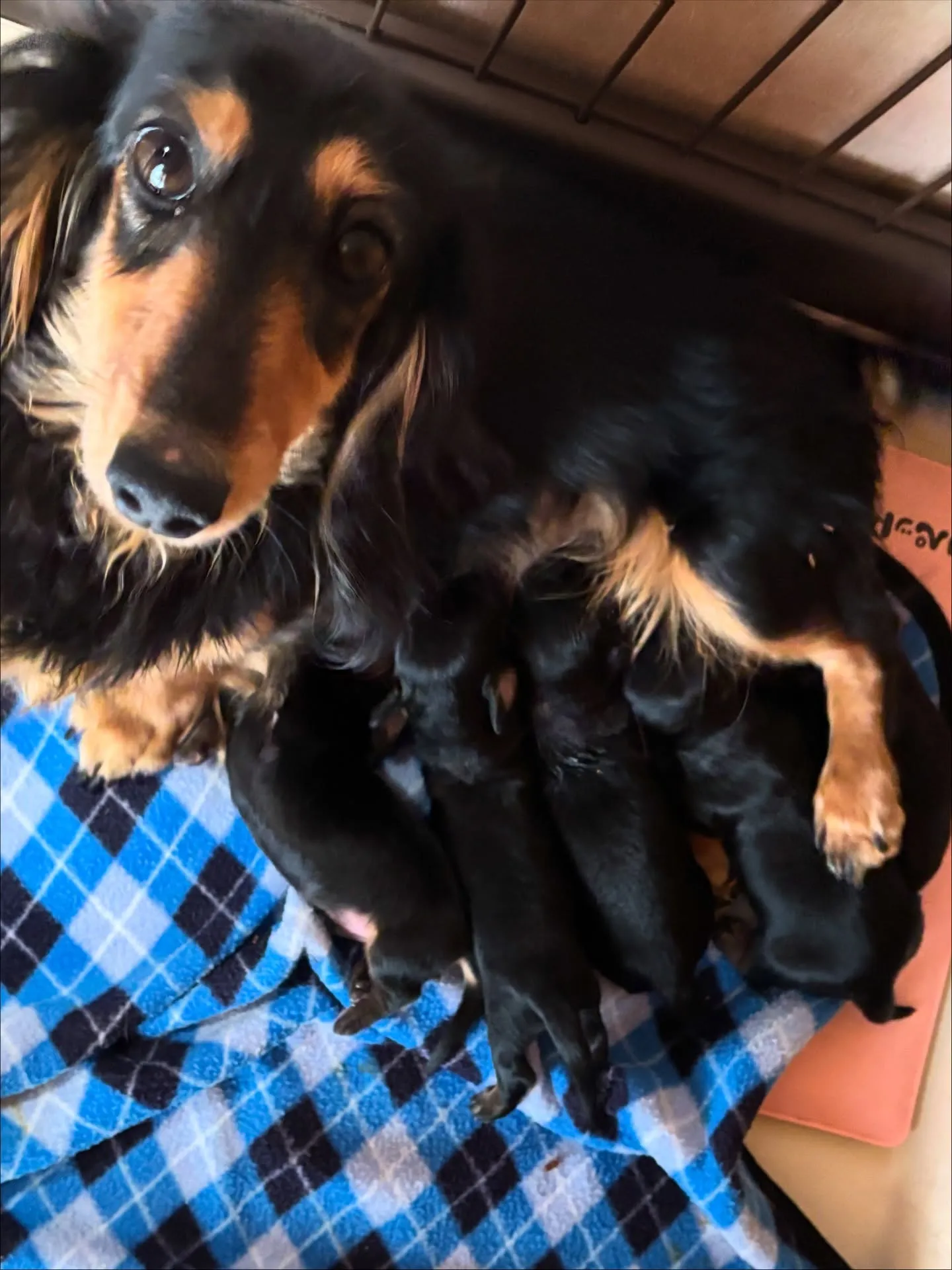 産まれました(๑╹ω╹๑ )♪