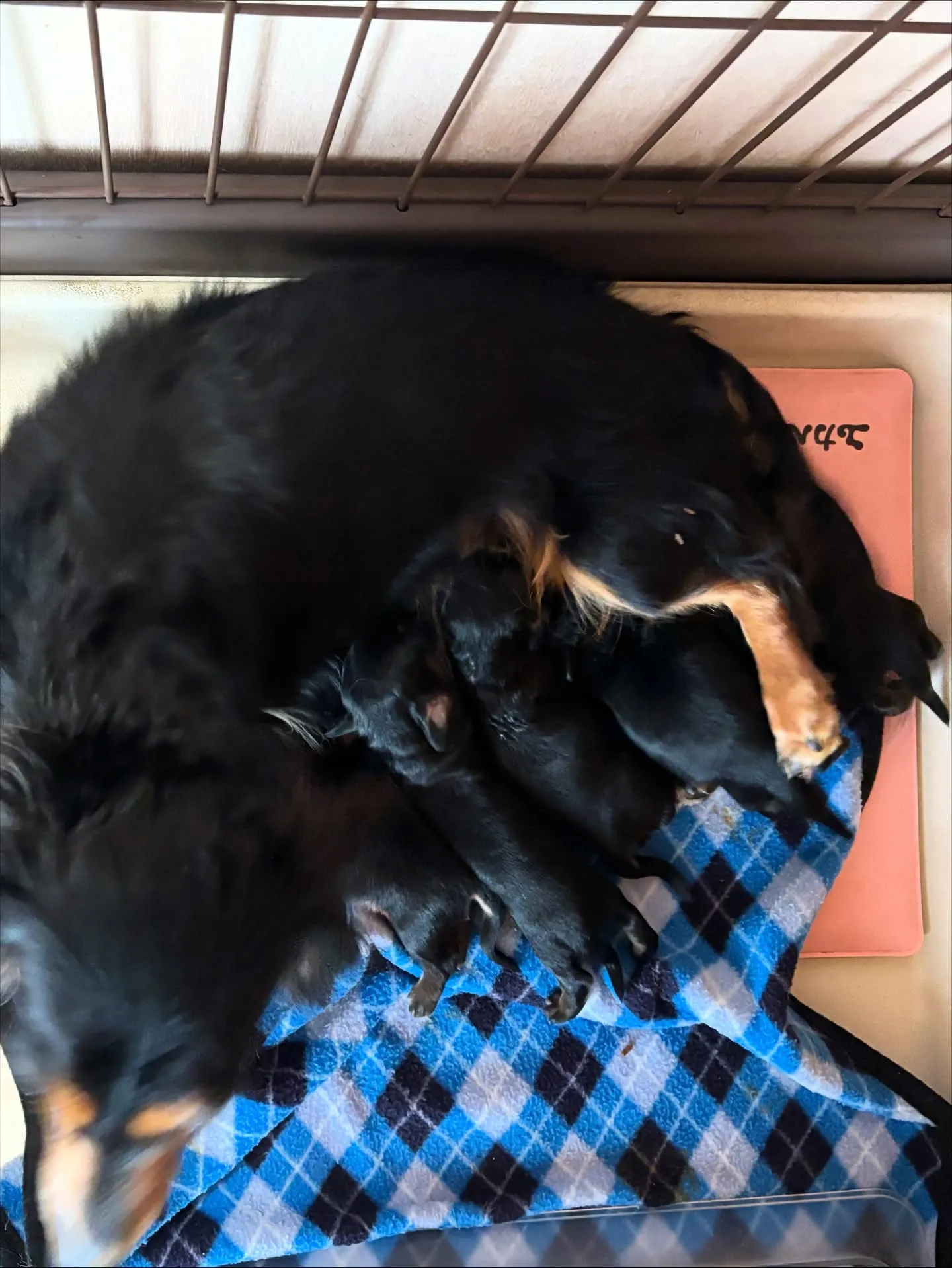 産まれました(๑╹ω╹๑ )♪