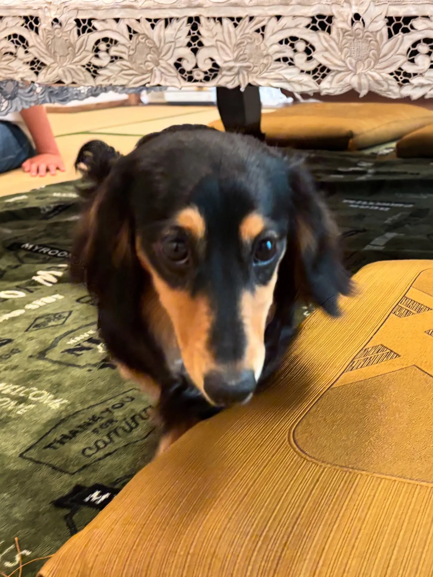 会いにきてくれました╰(*´︶`*)╯♡