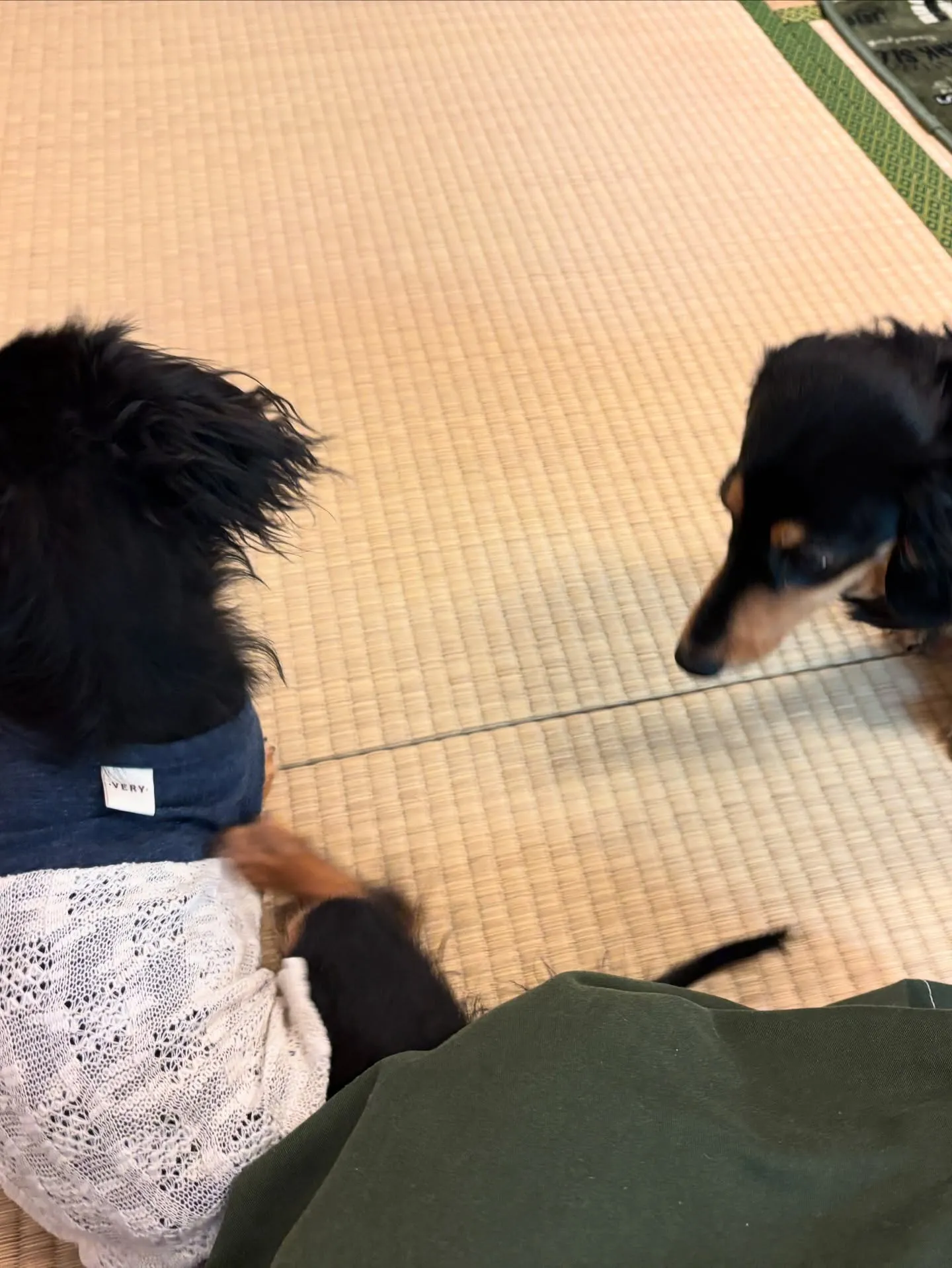 会いにきてくれました╰(*´︶`*)╯♡