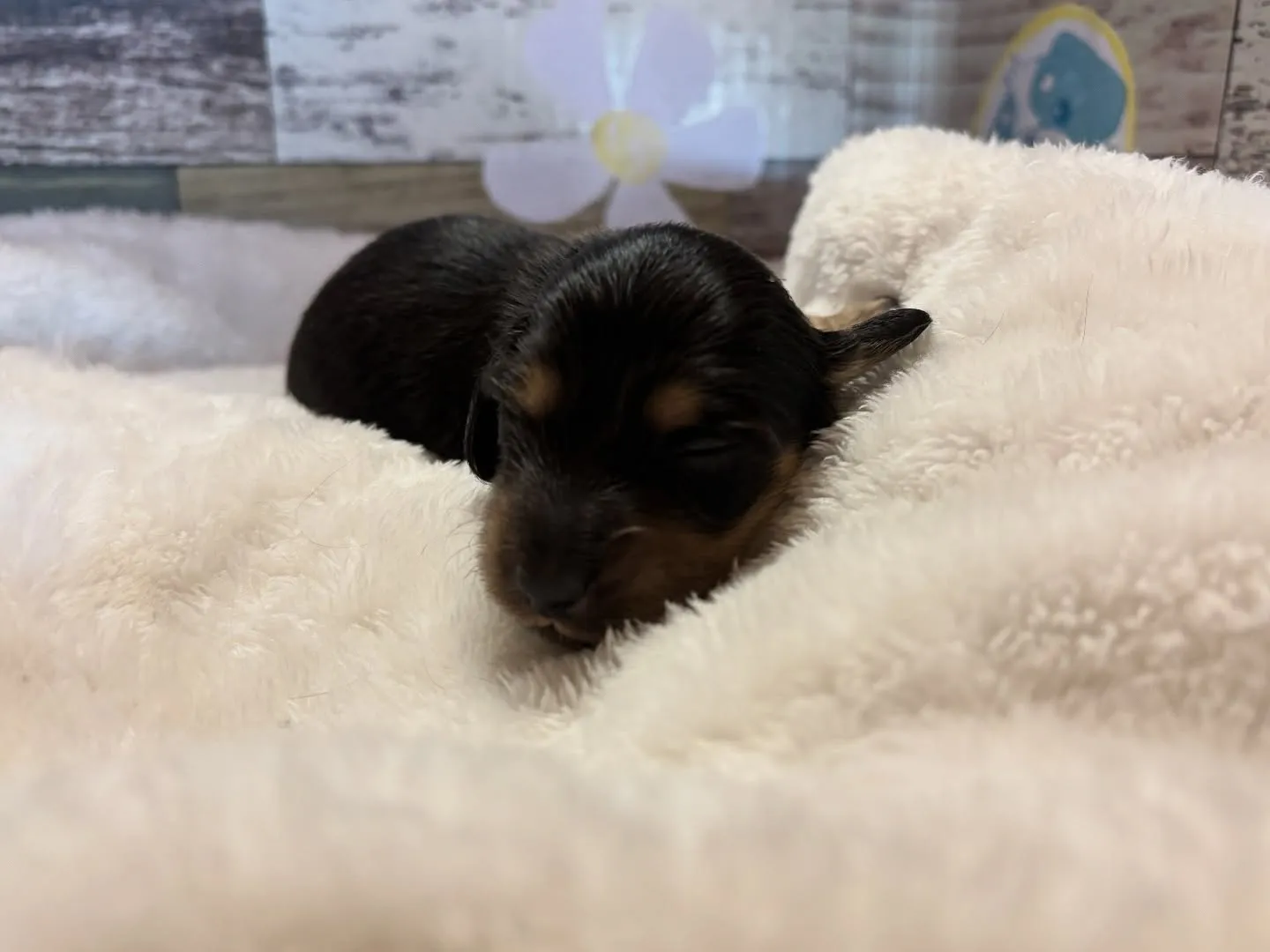 お顔お披露目♡