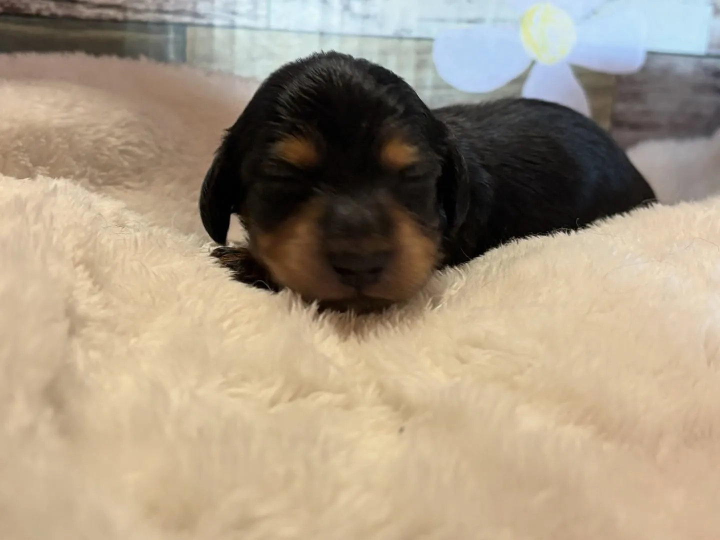 お顔お披露目♡