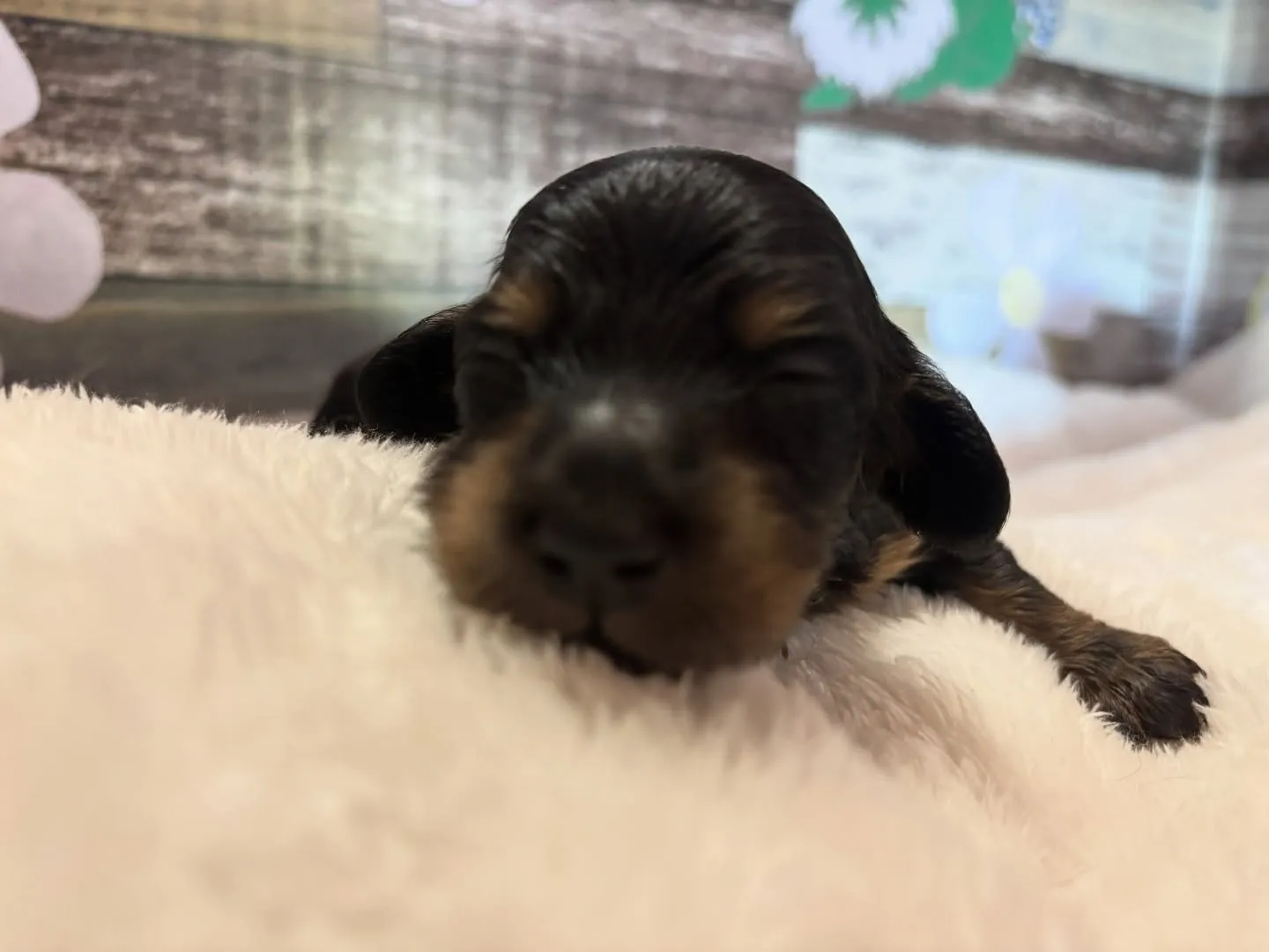 お顔お披露目♡