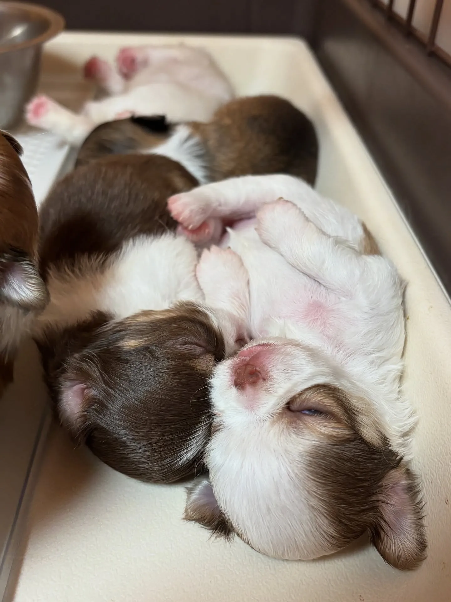 幸せな寝顔のところに…笑