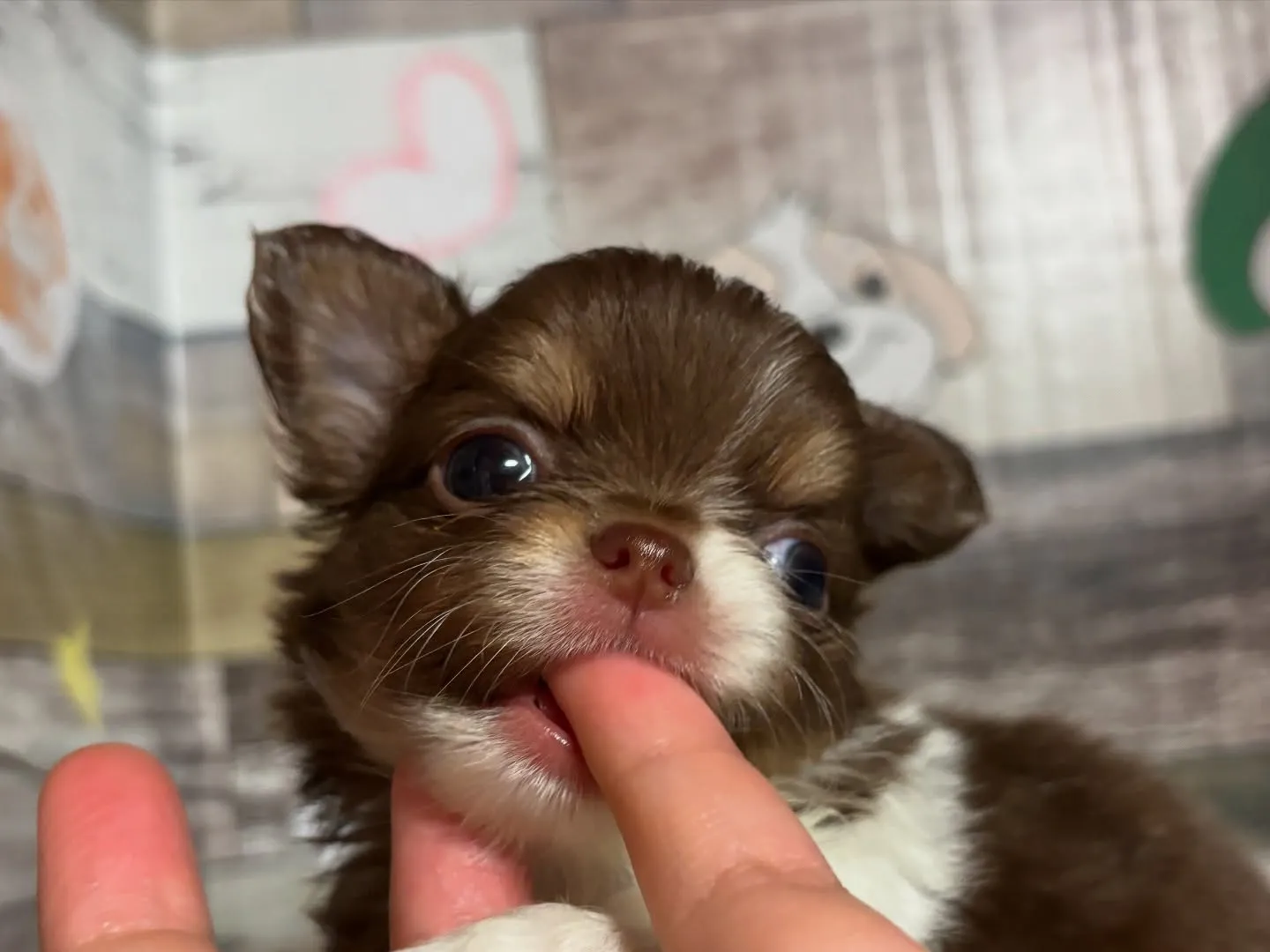 チワワ(ロング)  男の子