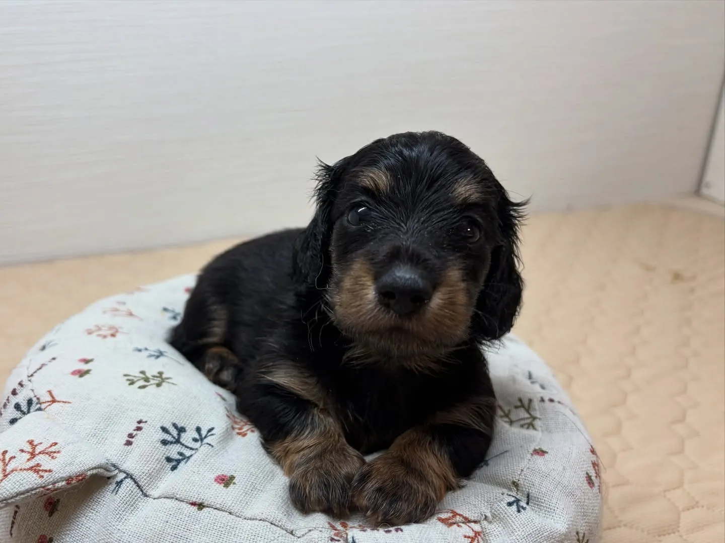 ミニチュアダックスフンド(ロングヘアード)男の子