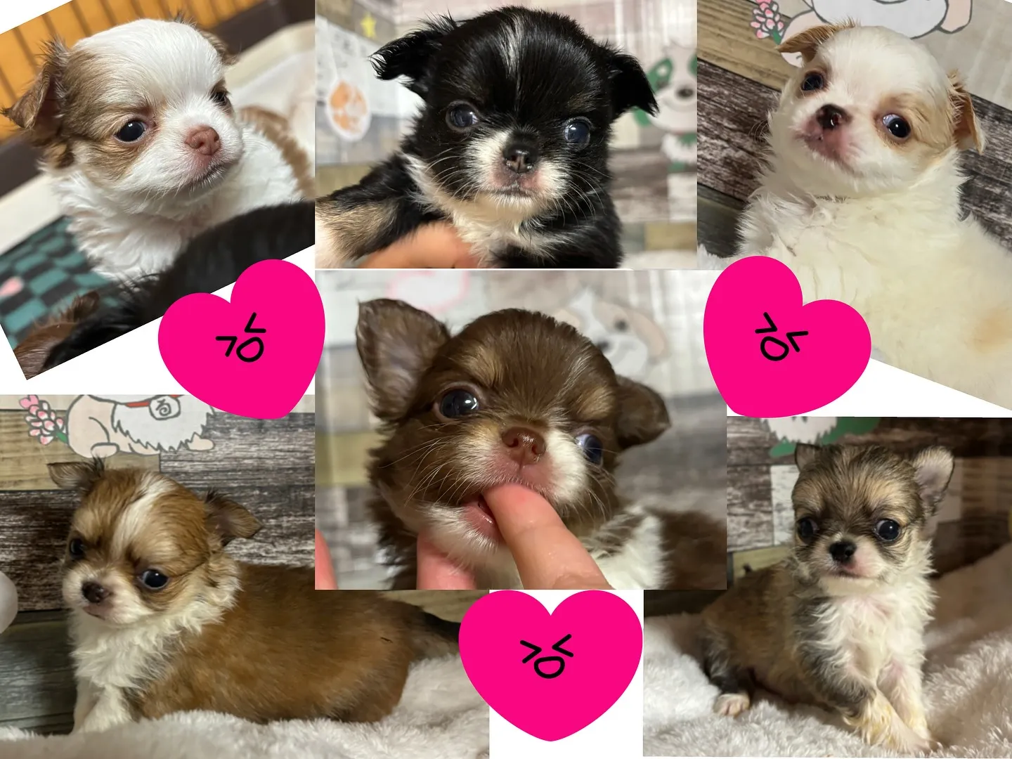 ご家族様募集始めます٩(๑❛ᴗ❛๑)♪