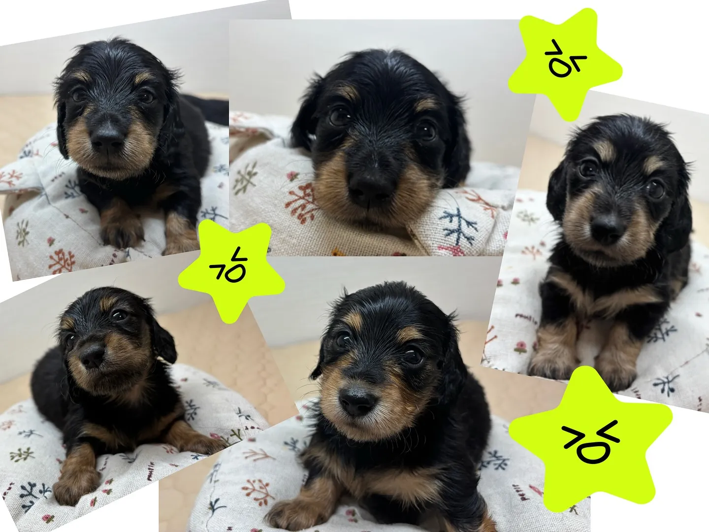 ご家族様募集始めます٩(๑❛ᴗ❛๑)♪