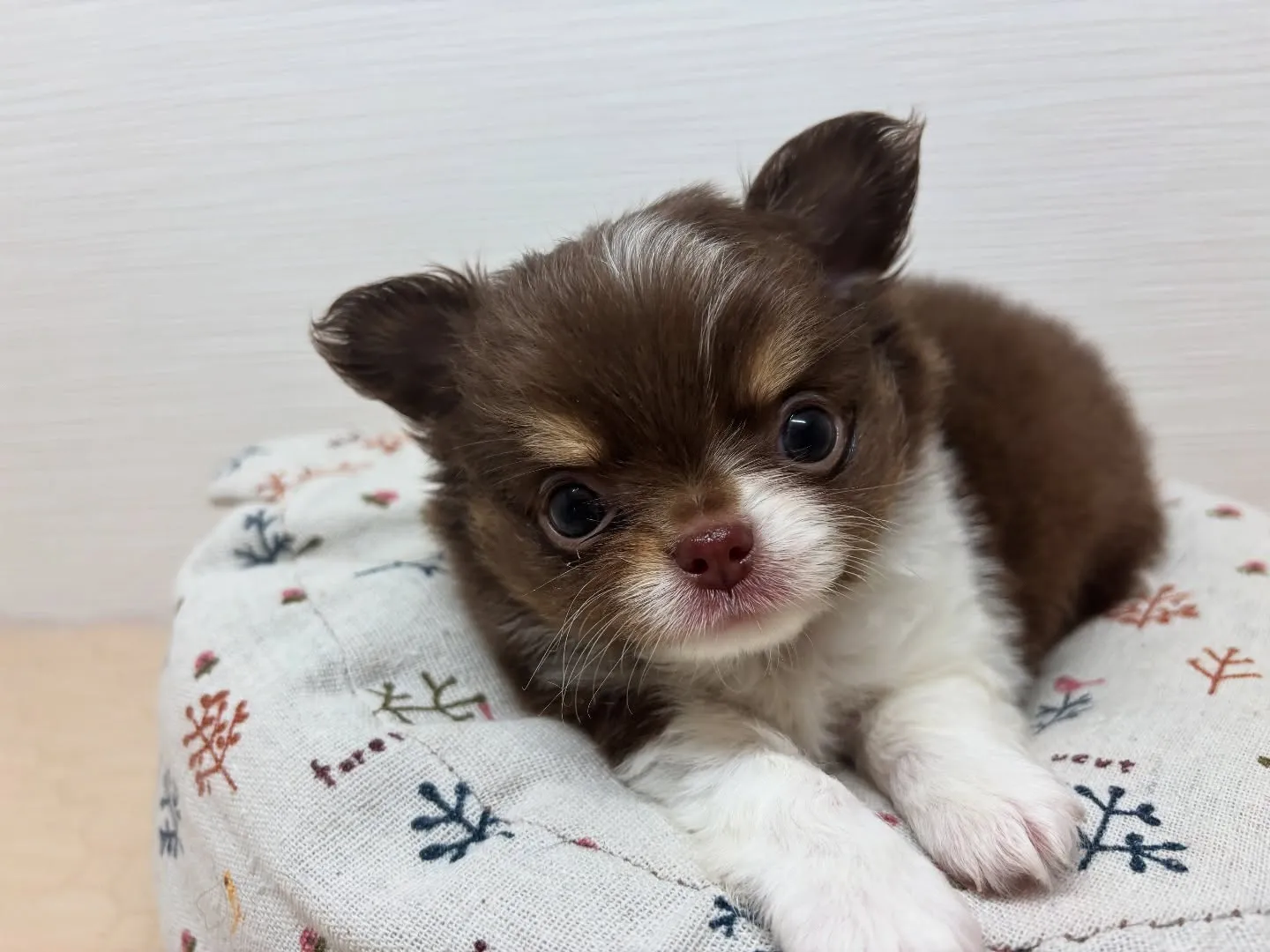 ご家族様募集中です(*^ω^*)♪