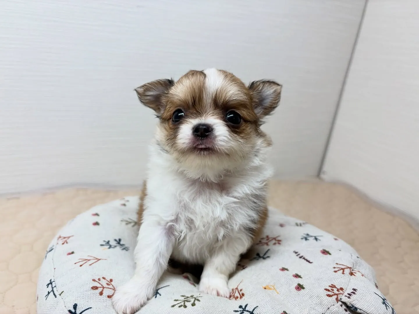 ご家族様募集中です(*^ω^*)♪