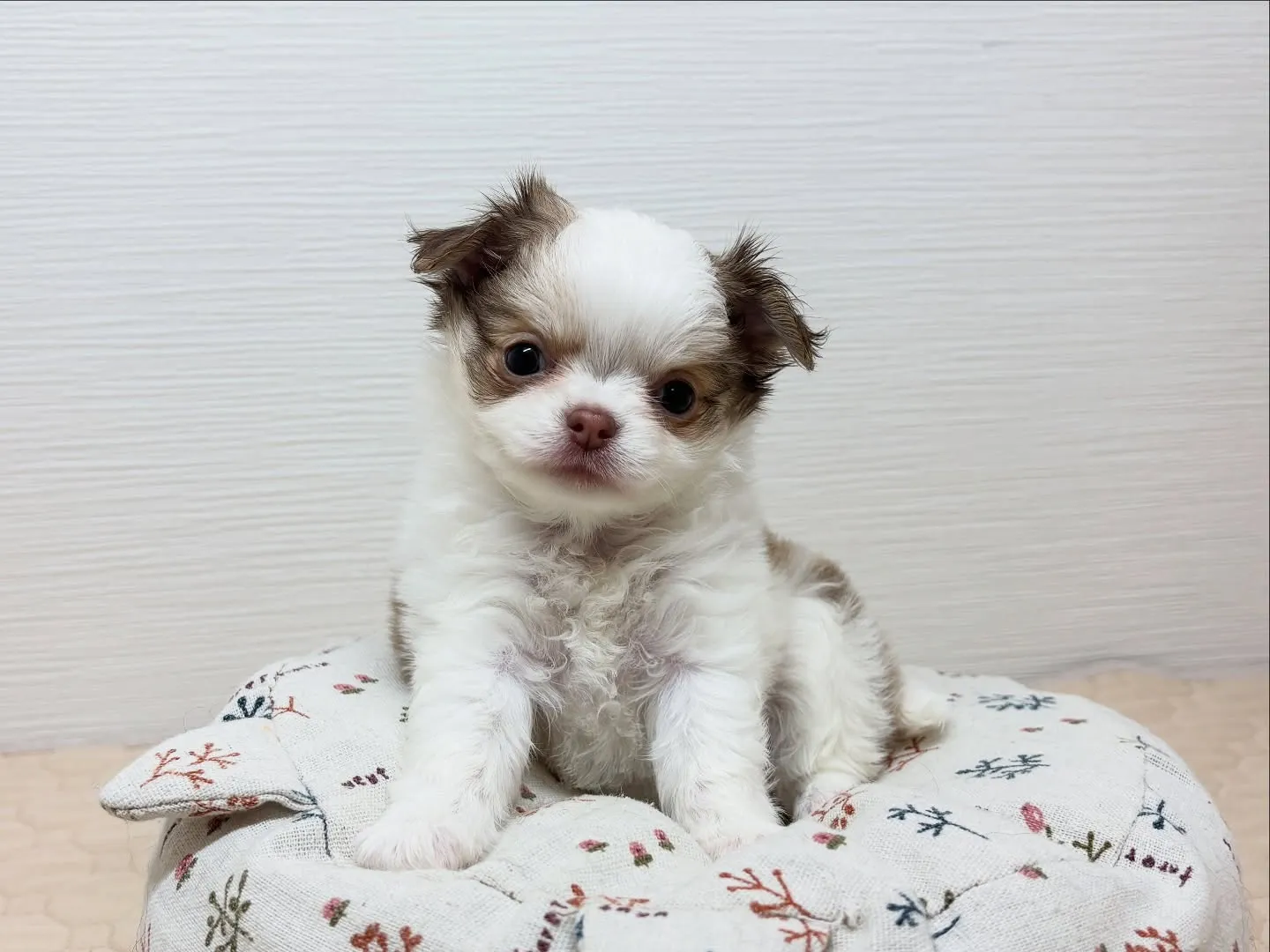 ご家族様募集中です(*^ω^*)♪