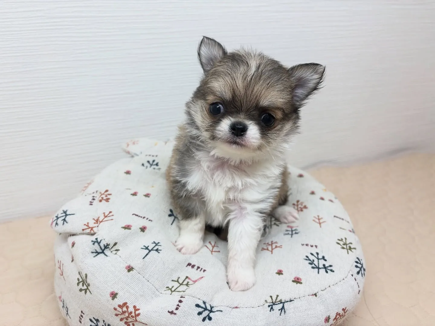 ご家族様募集中です(*^ω^*)♪