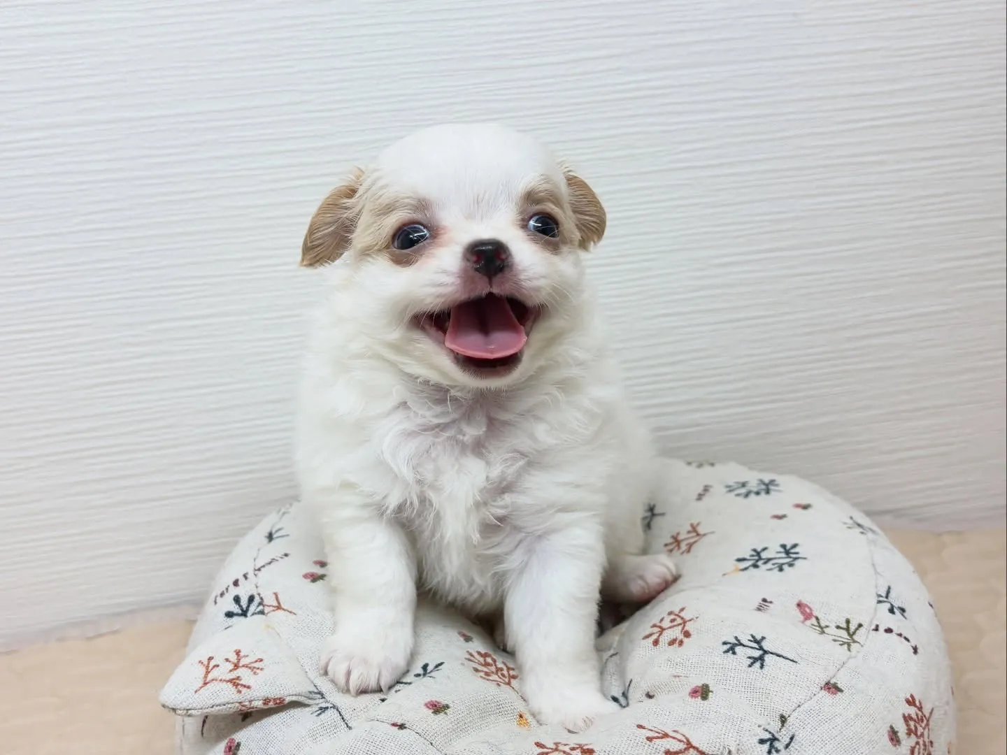 ご家族様募集中です(*^ω^*)♪