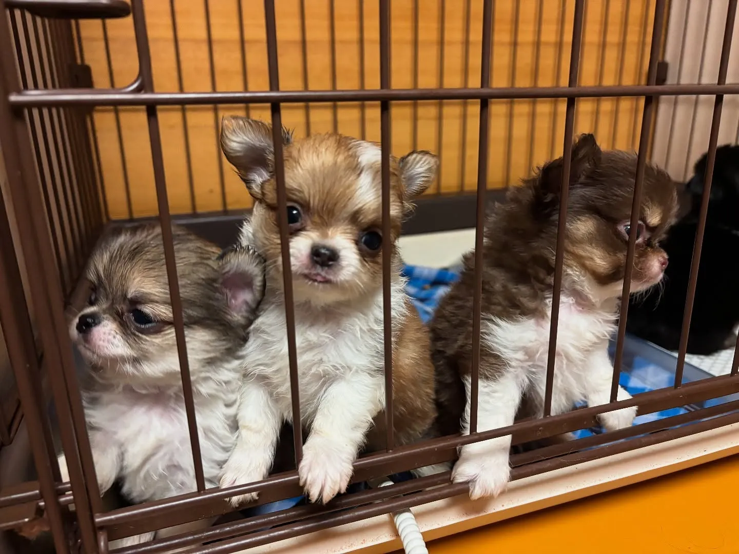 かまってさんトリオ(*゚∀゚*)♡