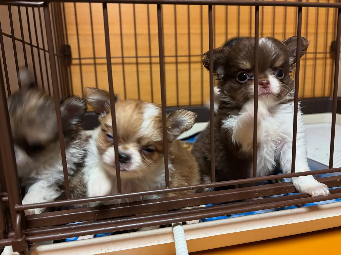 かまってさんトリオ(*゚∀゚*)♡