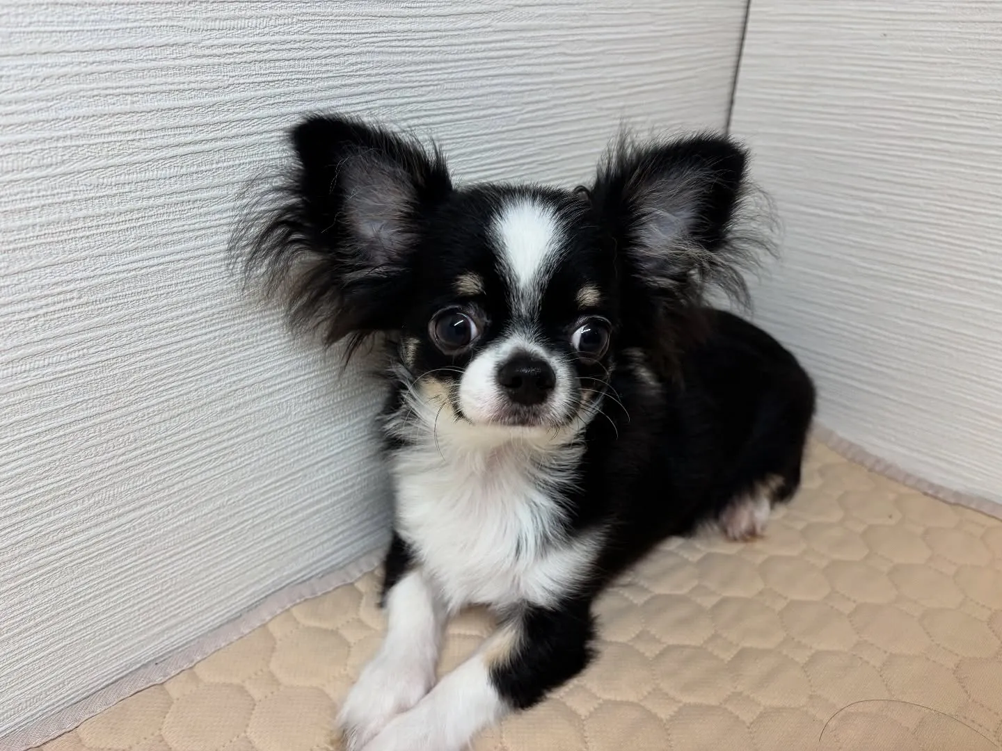 僕もご家族様募集してます！