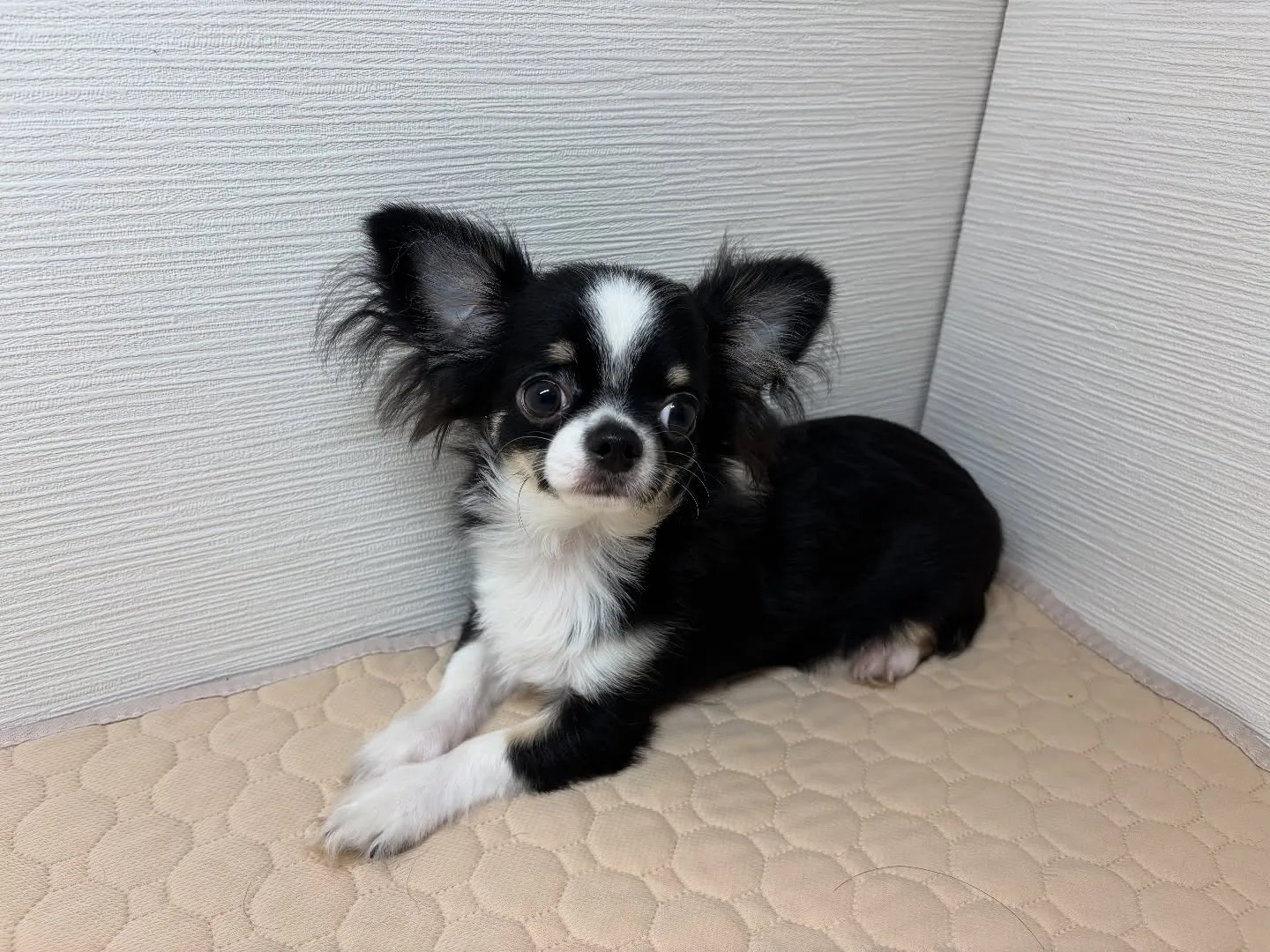 僕もご家族様募集してます！