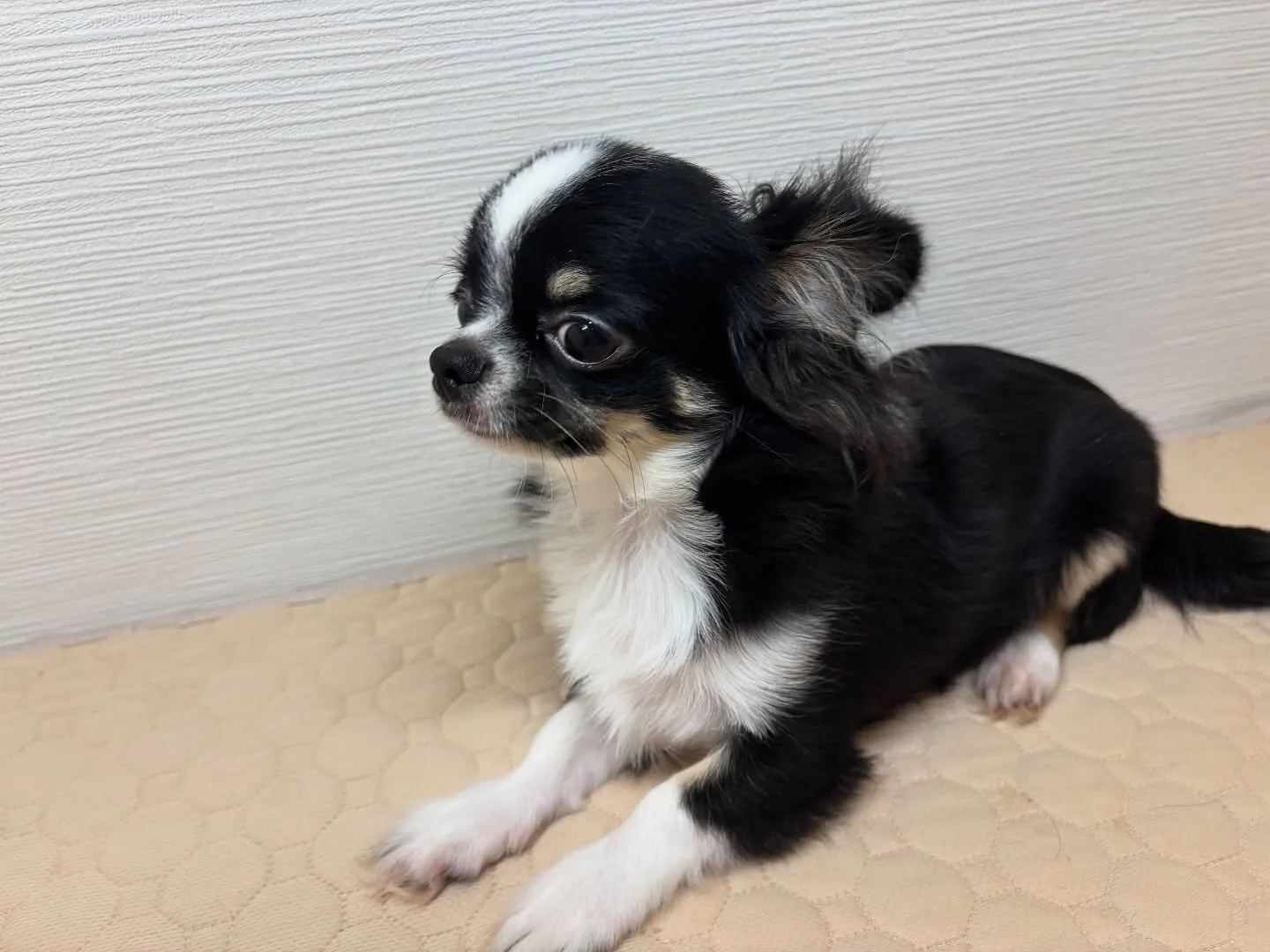 僕もご家族様募集してます！