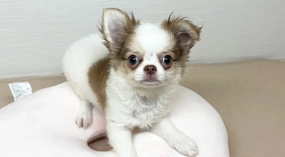 ご家族様募集中でーすU・x・U