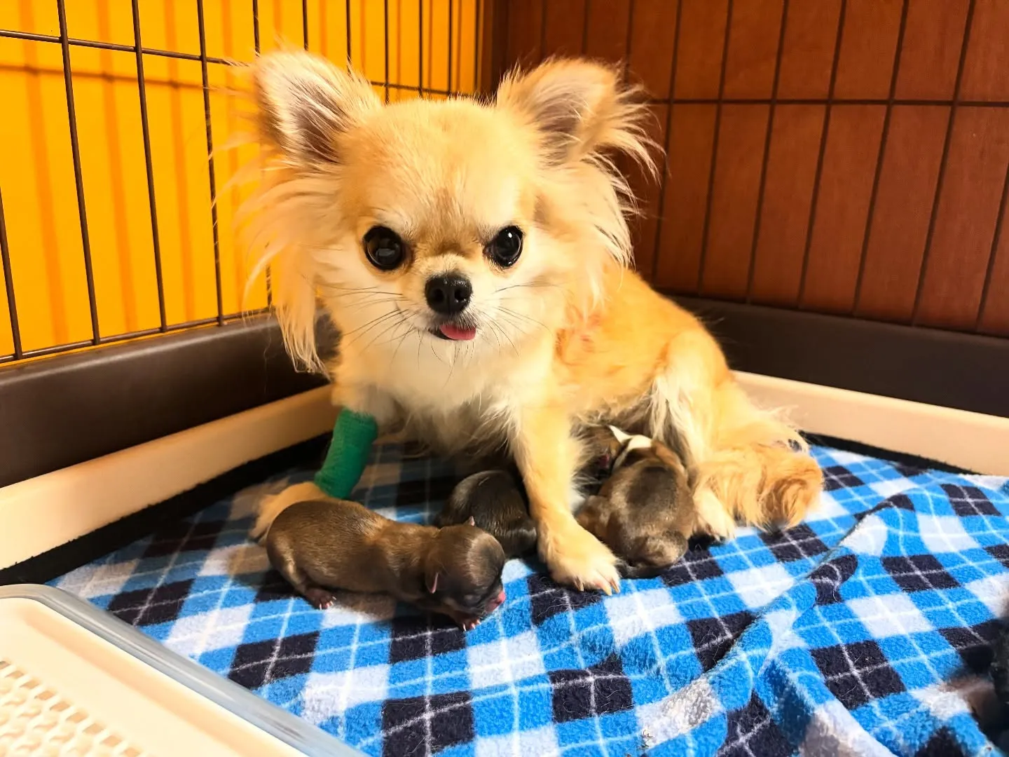 生まれました(*´∀｀*)