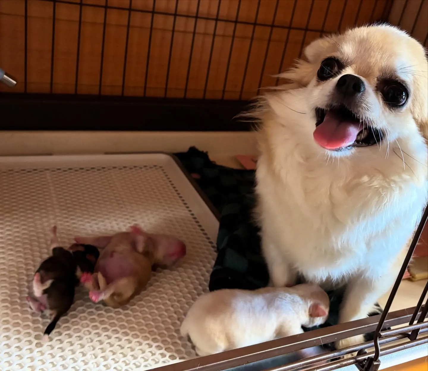 生まれました(*´∇｀*)