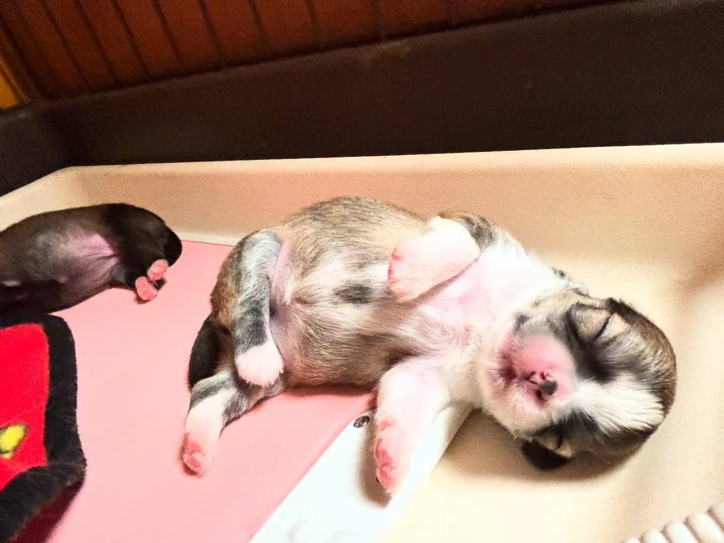 満足じゃー(●´ω｀●)