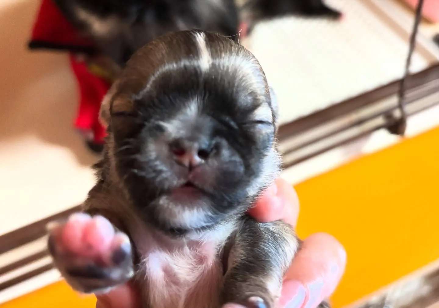 お顔お披露目♡