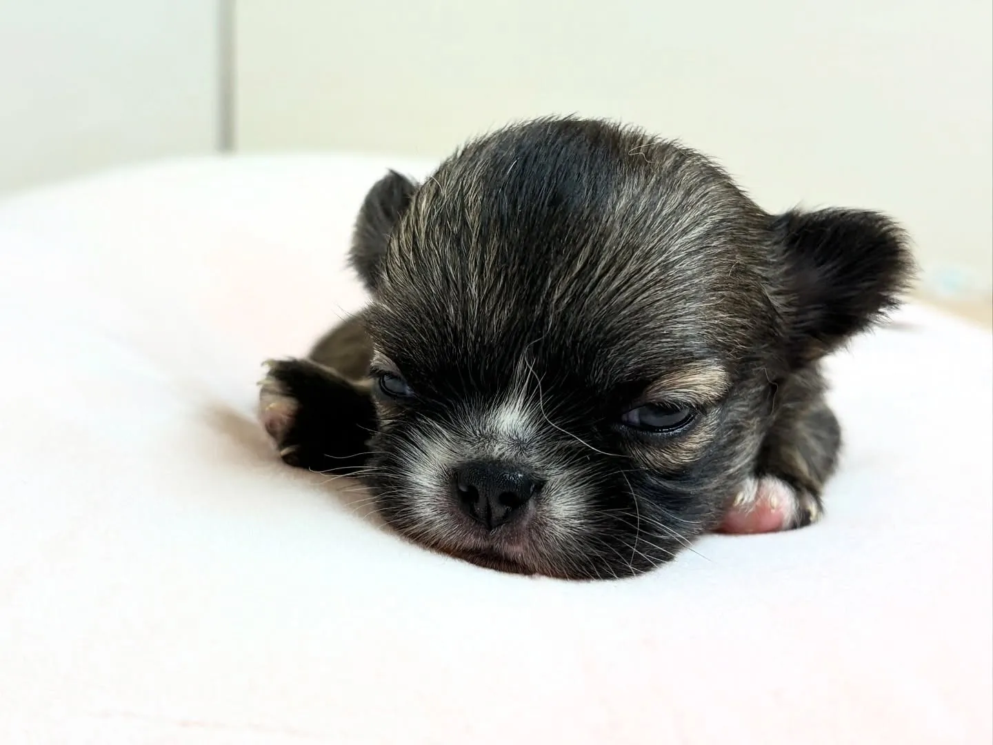 お目めが開いたよ(*^▽^*)