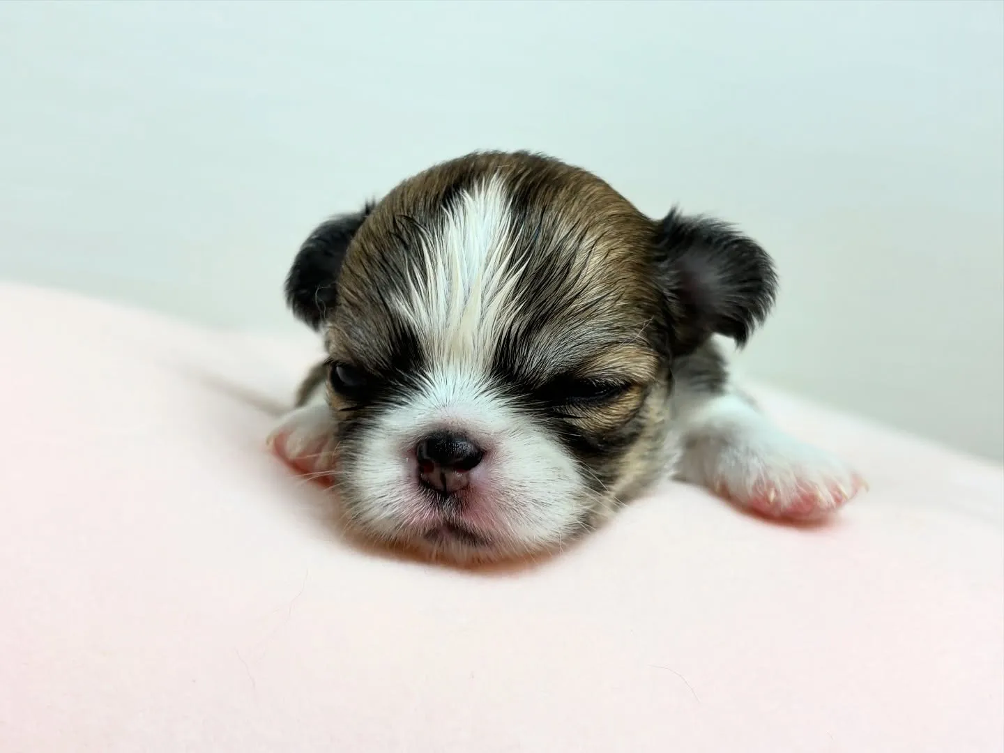 お目めが開いたよ(*^▽^*)