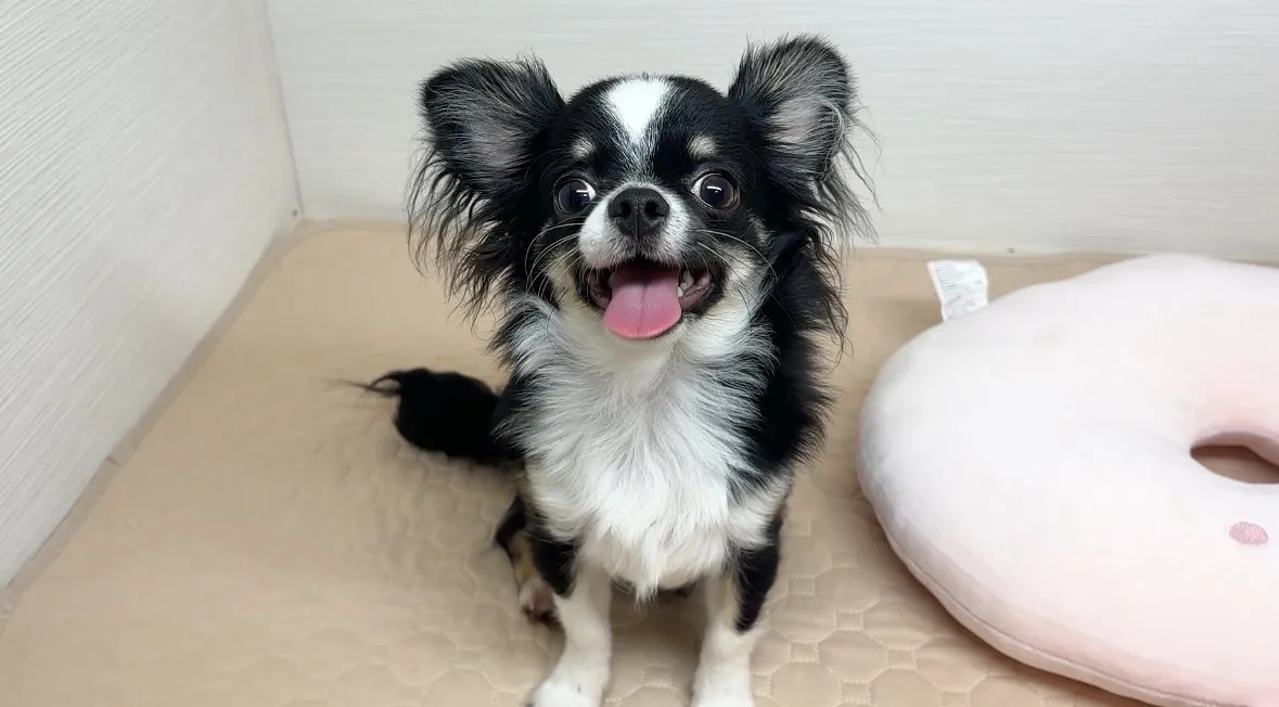 ご家族様決まりました！(о´∀`о)