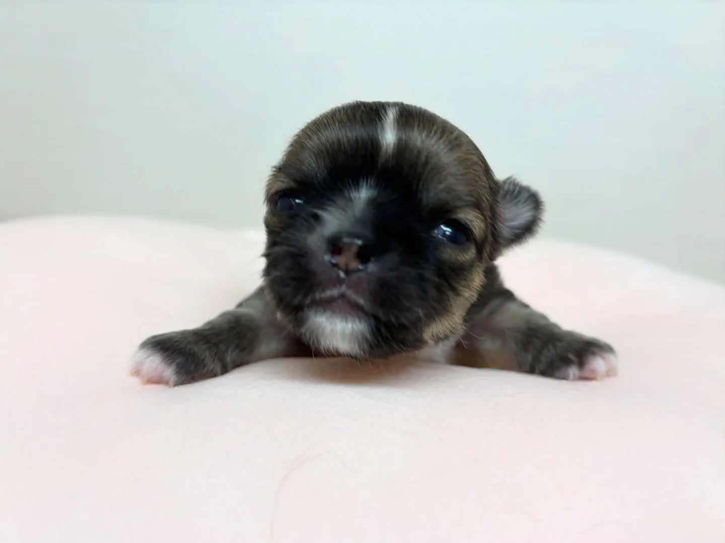 チワワ(ロング)女の子