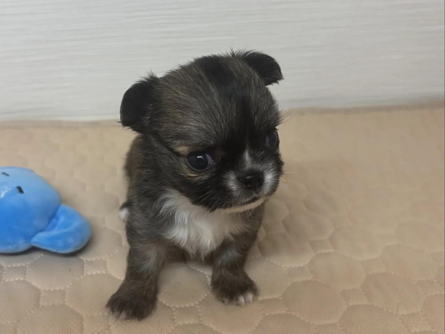 チワワ(ロング)女の子