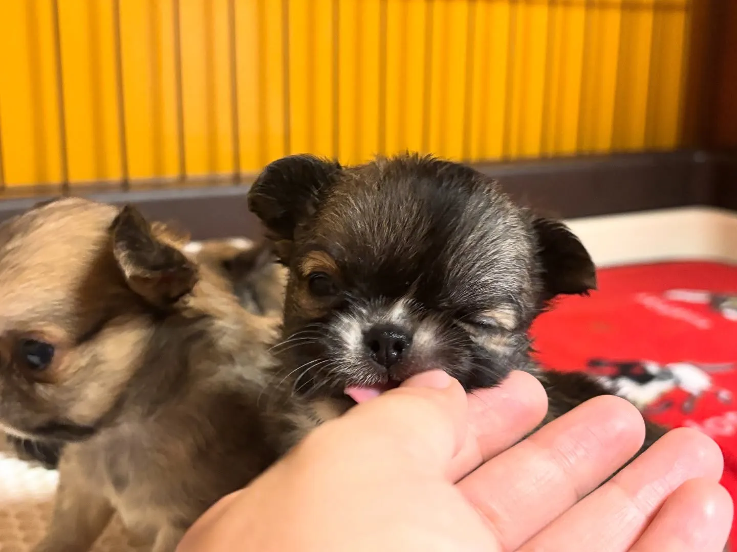 甘えたい盛りですから(о´∀`о)