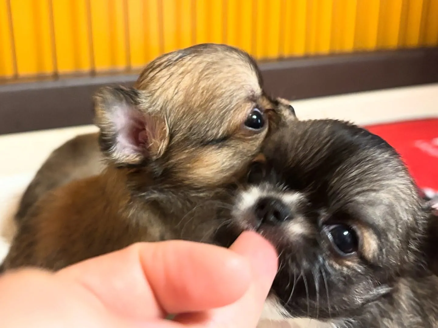 甘えたい盛りですから(о´∀`о)