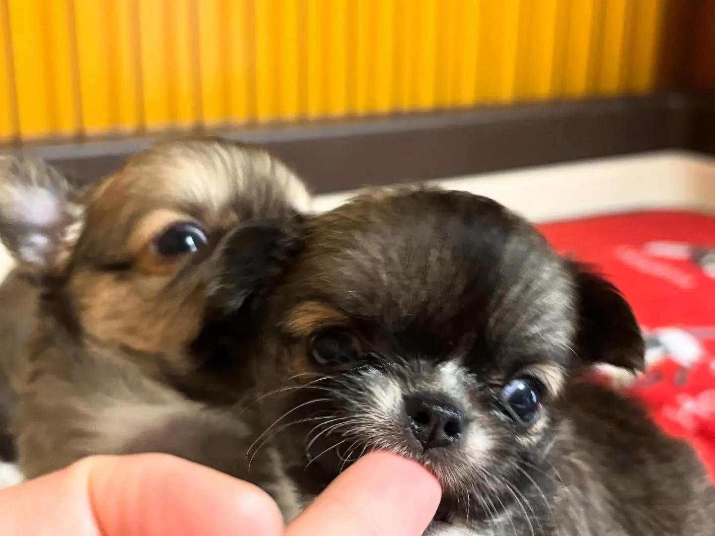 甘えたい盛りですから(о´∀`о)