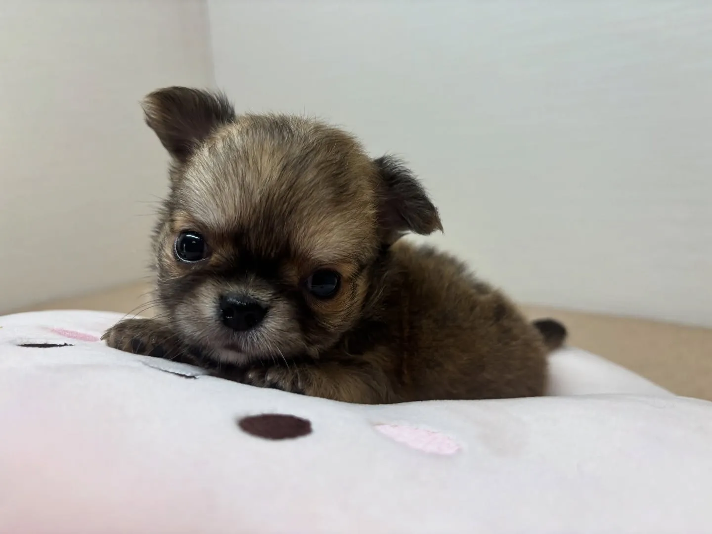 チワワ(ロング)男の子