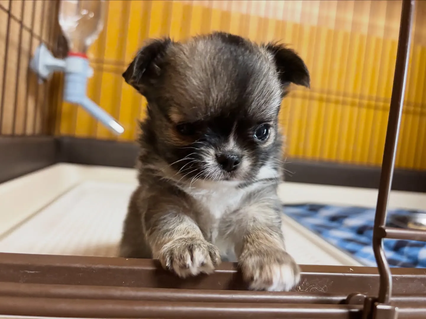 ご飯ですよ♪( ´▽｀)