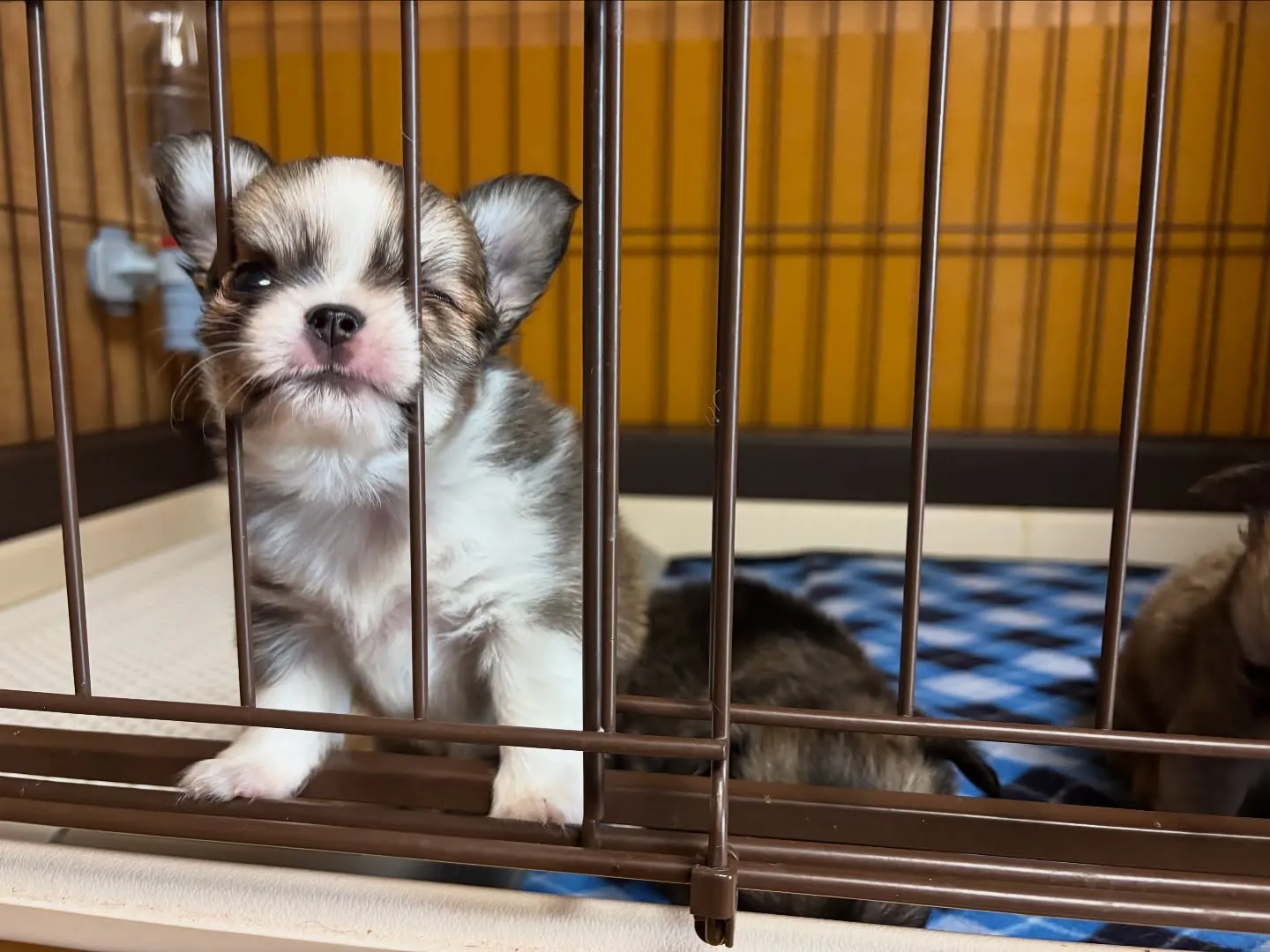 ご飯ですよ♪( ´▽｀)