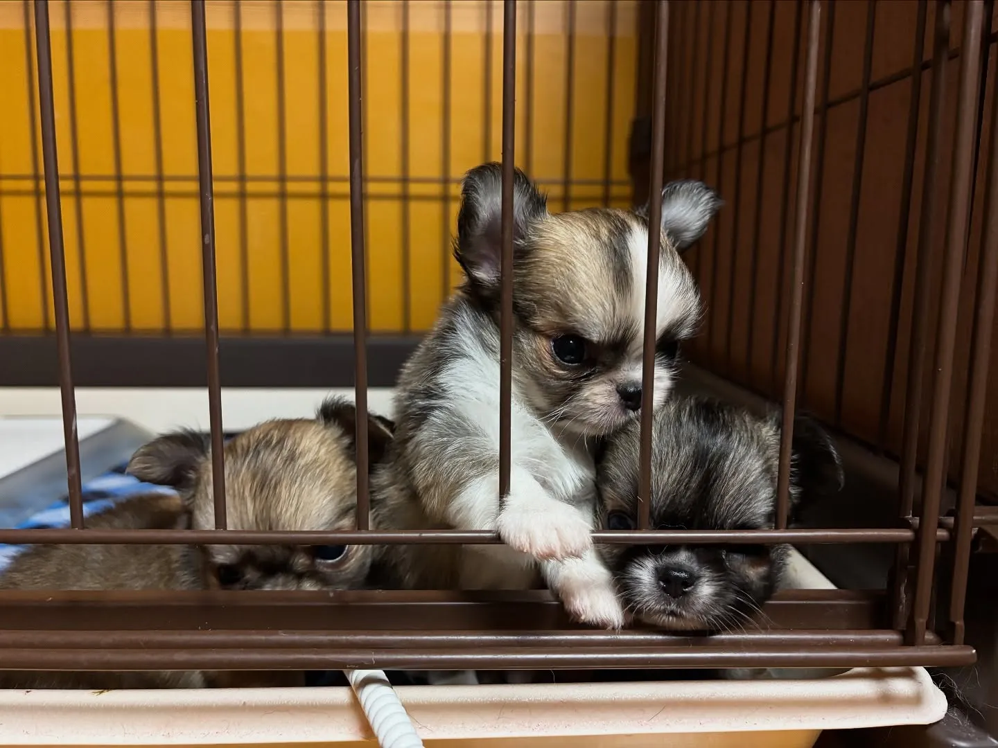 ご飯ですよ♪( ´▽｀)