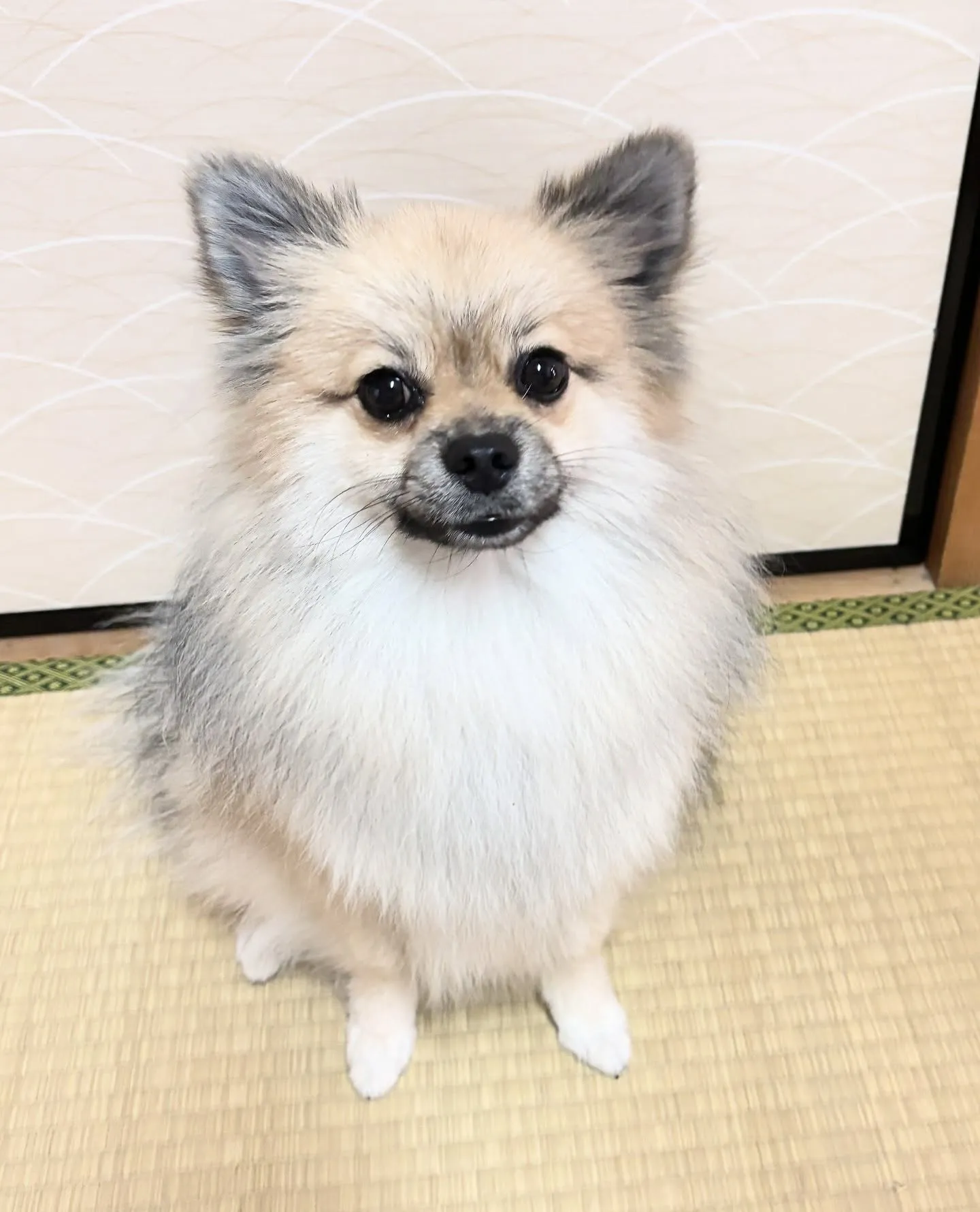 遊びに来てくれました(*^ω^*)