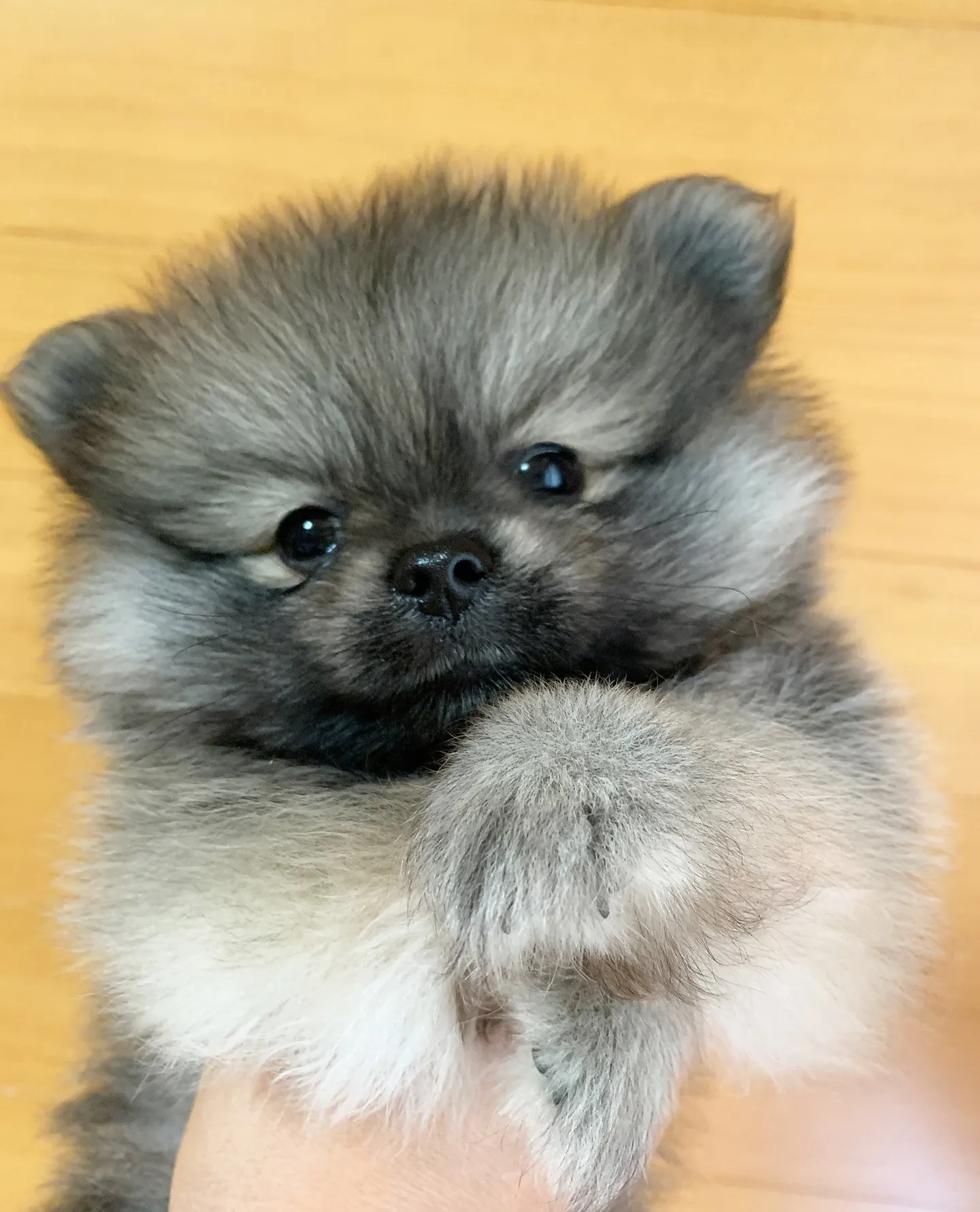 遊びに来てくれました(*^ω^*)