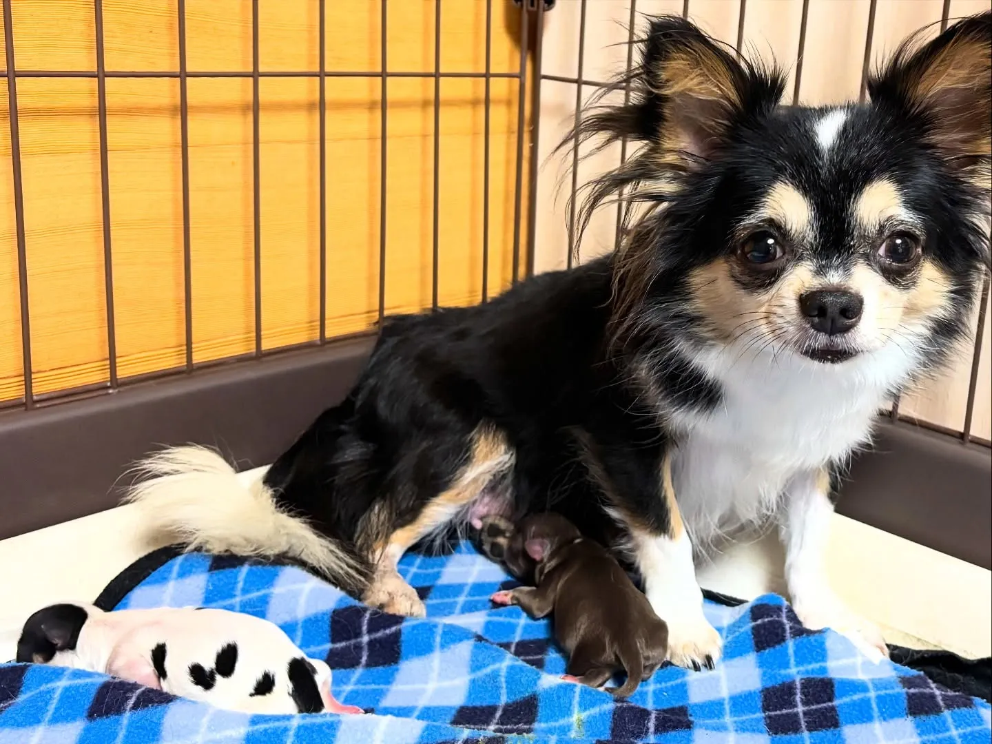 お顔お披露目♡