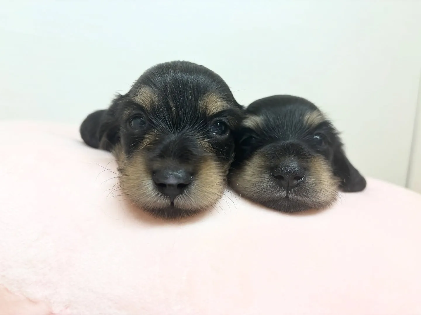 まもなく募集始めます(*^ω^*)♪