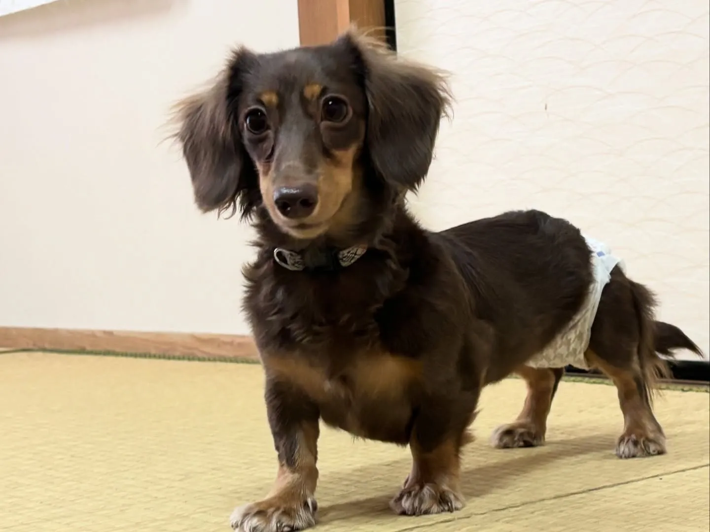 遊びに来てくれましたー♪(´∀｀)